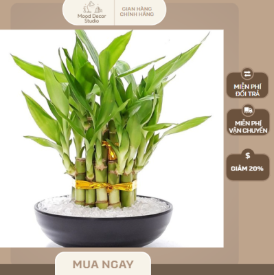 cây cảnh để bàn trúc quân tử