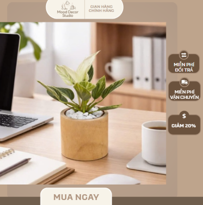 cây cảnh để bàn trầu bà