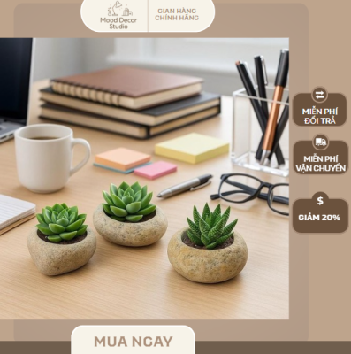 cây cảnh để bàn sen đá mini