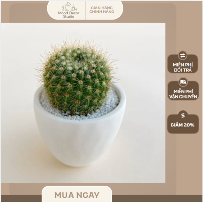 cây cảnh để bàn xương rồng mini