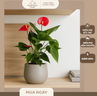 cây cảnh để bàn hợp mệnh hỏa