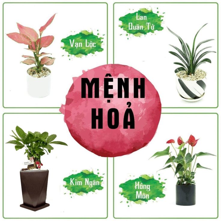 cây cảnh để bàn hợp mệnh hỏa